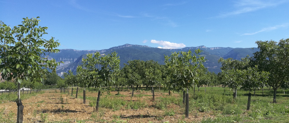 Vercors and walnut trees